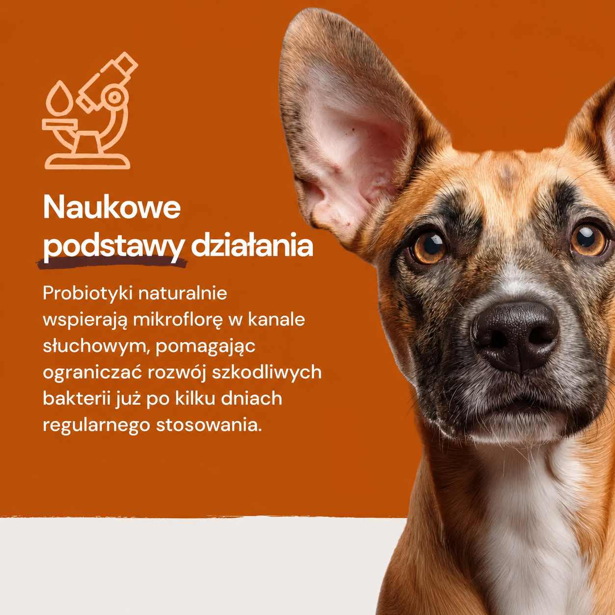 Lucaa+ Pielęgnacja uszu