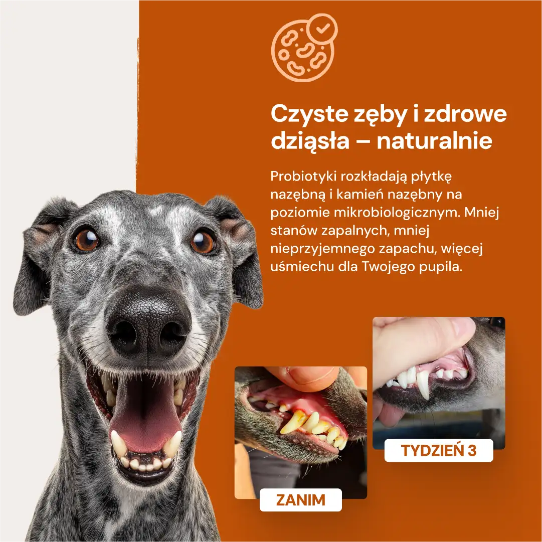 Lucaa+ Opieka stomatologiczna