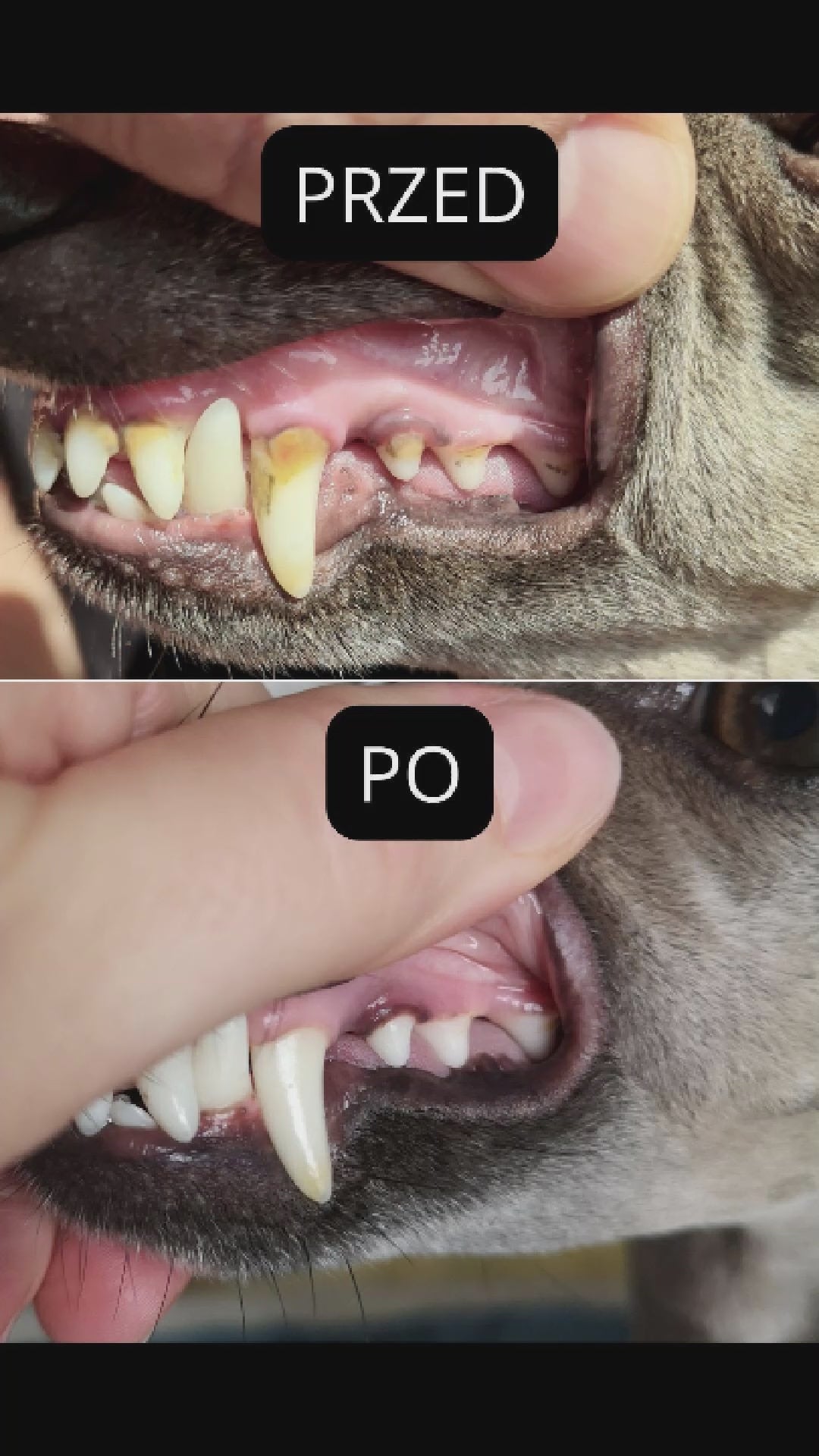 Załaduj wideo: 